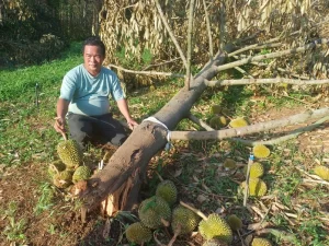 THIỆT HẠI NẶNG NỀ