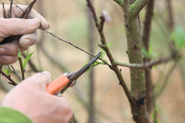 Cắt tỉa đào