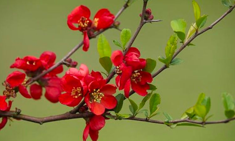 Hoa Mai Đỏ