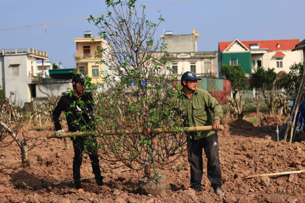 Nên đánh cây ra vườn để cây phát triển tốt nhất