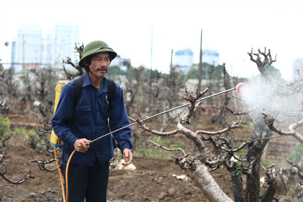 Phun thuốc cho cây để tránh sâu bệnh