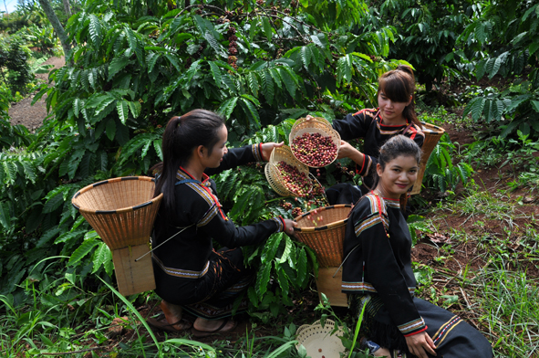 Giá cà phê Arabica xuất khẩu sang Thái Lan