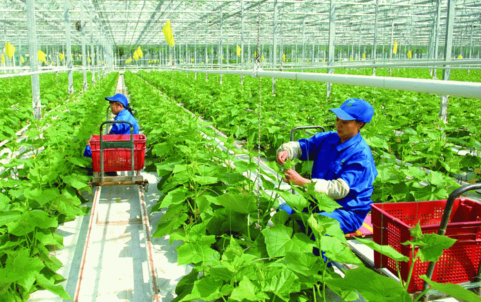 Phát triển nông nghiệp bền vững