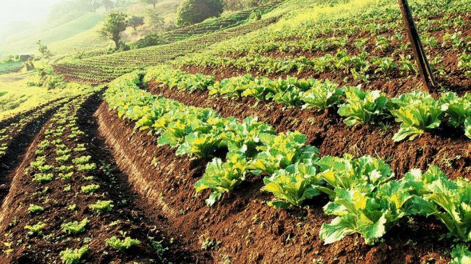 Phát triển nông nghiệp bền vững